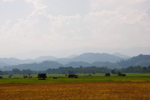 "Rice fields" Luang Nam Tha, Northern Laos