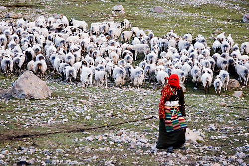 "Herding the goats" Mount Kailash, Western Tibet