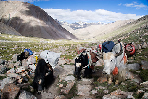 "Yaks carrying goods arround the Kora" Mount Kailash, Western Tibet